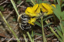 Gebänderte Pelzbiene (Anthophora aestivalis)<br/>Schopfiger Hufeisenklee (Hippocrepis comosa)
