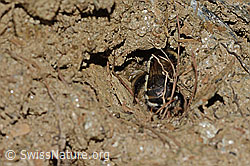 Gebänderte Pelzbiene (Anthophora aestivalis) (C253716)