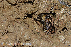 Gebänderte Pelzbiene (Anthophora aestivalis) (C253719)