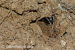 Gebänderte Pelzbiene (Anthophora aestivalis) (C253734)