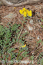 Schopfiger Hufeisenklee (Hippocrepis comosa) (C253737)