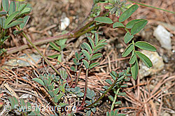 Schopfiger Hufeisenklee (Hippocrepis comosa) (C253739)