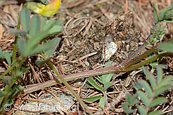 Schopfiger Hufeisenklee (Hippocrepis comosa) (C253740)