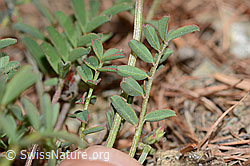 Schopfiger Hufeisenklee (Hippocrepis comosa) (C253741)