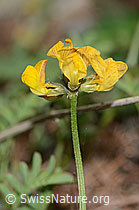 Schopfiger Hufeisenklee (Hippocrepis comosa) (C253746)