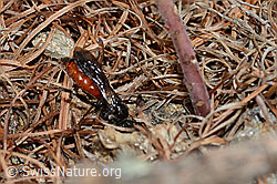 Gewöhnliche Blutbiene (Sphecodes ephippius) (26.05.2023, C253765)
