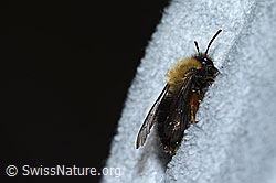 Andrena nigroaenea (C253772)