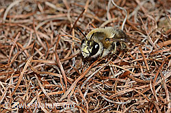Gebänderte Pelzbiene (Anthophora aestivalis) (C253777)