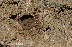 Gebänderte Pelzbiene (Anthophora aestivalis) (C253780)