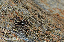 V-Fleck-Springspinne (Aelurillus v-insignitus) (C253790)