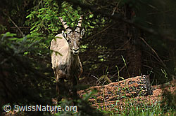 C263040: Alpensteinbock (Capra ibex)