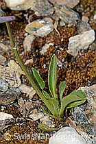 C263138: Langsporniges Stiefmütterchen (Viola calcarata)