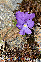 Langsporniges Stiefmütterchen (Viola calcarata) (08.07.2023, C263142)