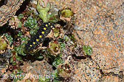 Alpen-Widderchen Raupe (Zygaena exulans) an Zweiblütigem Steinbrech (Saxifraga biflora) (C263157)