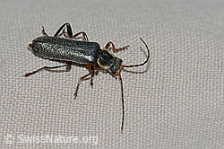 Cantharis pagana (Weichkäfer) (C263183)