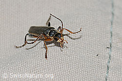 Cantharis pagana (Weichkäfer) (C263185)