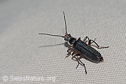 Cantharis pagana (Weichkäfer) (C263186)