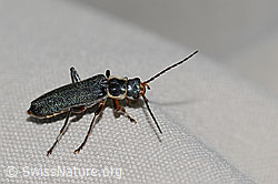 Cantharis pagana (Weichkäfer) (C263188)
