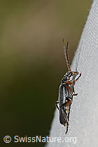 Cantharis pagana (Weichkäfer) (08.07.2023, C263191)