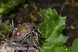 Beerenwanze (Dolycoris baccarum) (08.07.2023, C263199)