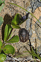 Odontoscelis fuliginosa (Schildwanze) (C263242) Odontoscelis fuliginosa (Schildwanze) (C263242)