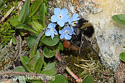 Berglandhummel (Bombus monticola) an Alpen-Vergissmeinnicht (Myosotis alpestris) (C263253)