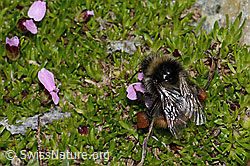 Bombus monticola on Silene acaulis (C263254)