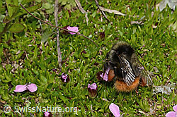 Bombus monticola on Silene acaulis (C263255)
