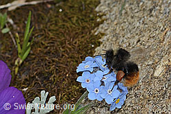 Berglandhummel (Bombus monticola)<br/>Alpen-Vergissmeinnicht (Myosotis alpestris)