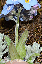 Alpen-Vergissmeinnicht (Myosotis alpestris) (C263262)