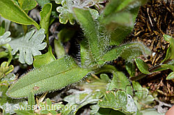 Alpen-Vergissmeinnicht (Myosotis alpestris) (C263264)