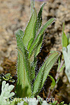 Alpen-Vergissmeinnicht (Myosotis alpestris) (C263265)