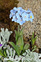 Alpen-Vergissmeinnicht (Myosotis alpestris) (C263268)