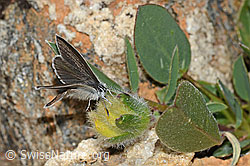 Zwerg-Bläuling (Cupido minimus) auf Alpen-Wundklee (Anthyllis vulneraria ssp. alpestris) (C263276)
