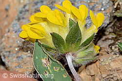Alpen-Wundklee (Anthyllis vulneraria ssp. alpestris) (C263295)