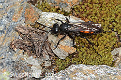 Frühlings-Wegwespe (Anoplius viaticus) (C263324)