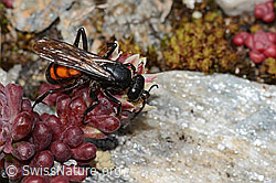 Dunkler Mauerpfeffer (Sedum atratum)