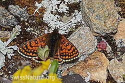 Melitaea athalia (C263369)