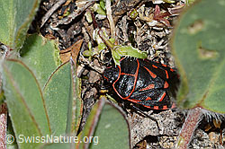Eurydema rotundicollis (Baumwanze) (C263396)