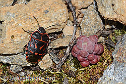 Eurydema rotundicollis (Baumwanze) (C263401)