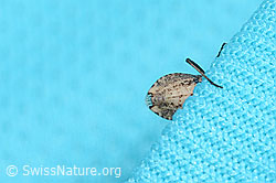 Coriomeris denticulatus (Randwanze) (C263421)
