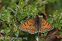 Wachtelweizen-Scheckenfalter (Melitaea athalia) (08.07.2023, C263429)