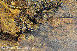 C263448: Grasfrosch (Rana temporaria)