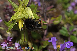 Steinhummel (Bombus lapidarius) an Schmalblättrigem Klappertopf (Rhinanthus glacialis) (C263459)