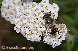 Eristalis tenax on Achillea millefolium (08.07.2023, C263465)