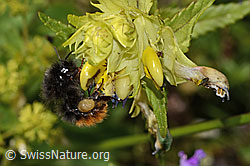 Steinhummel (Bombus lapidarius)