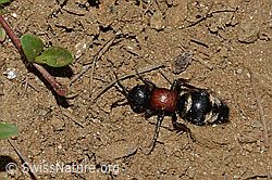 Grosse Spinnenameise (Mutilla europaea) (C263496)