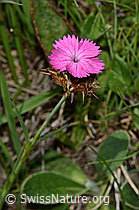 Dianthus carthusianorum (08.07.2023, C263498)