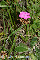 Dianthus carthusianorum (C263500)