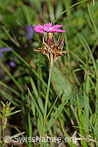 Dianthus carthusianorum (08.07.2023, C263502)